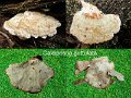 Calcipostia guttulata-amf6